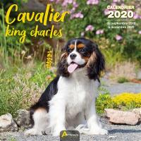 Cavalier King Charles : calendrier 2020 : de septembre 2019 à décembre 2020