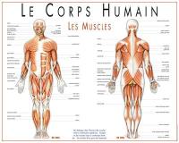 Le corps humain : les muscles