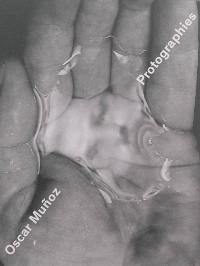 Oscar Munoz : Protographies