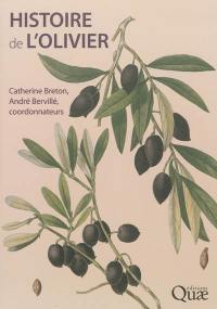 Histoire de l'olivier : l'arbre des temps