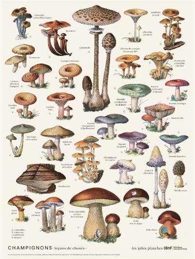 Champignons : leçons de choses