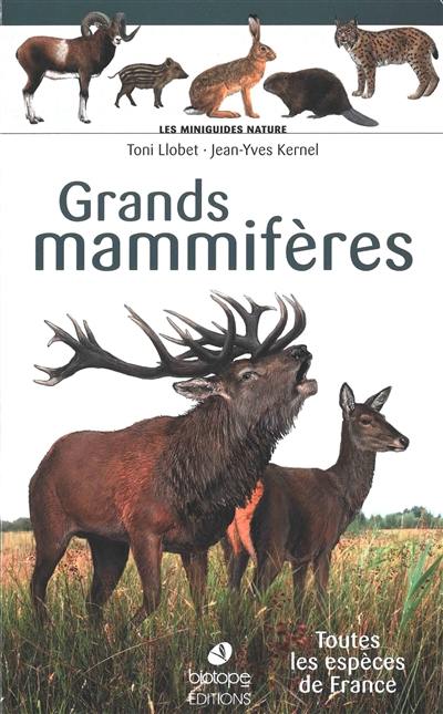 Grands mammifères : toutes les espèces de France