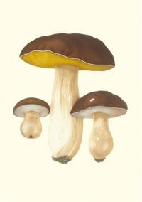 Champignons comestibles et vénéneux : carnet