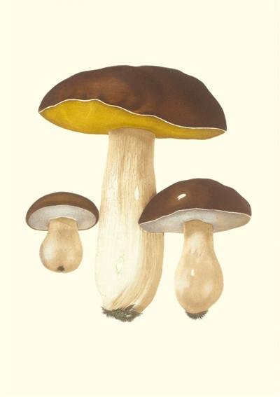 Champignons comestibles et vénéneux : carnet