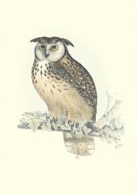 Oiseaux de l'Himalaya