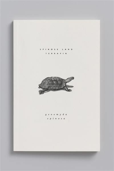 Spinose land terrapin. Geoemyda spinosa